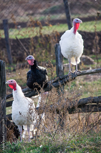 turkeys graze near a wooden fence in the village photo