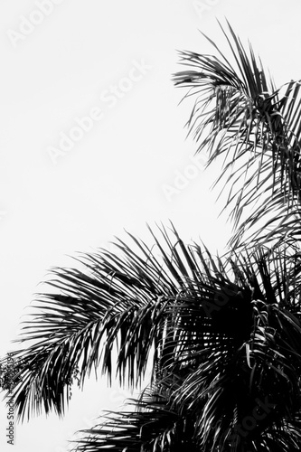 Palm tree abstract 