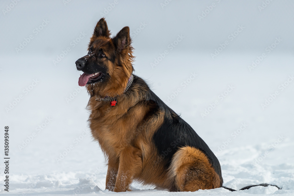 German shepherd dog sitting on snow in winter day German shepherd dog sitting on snow in winter day