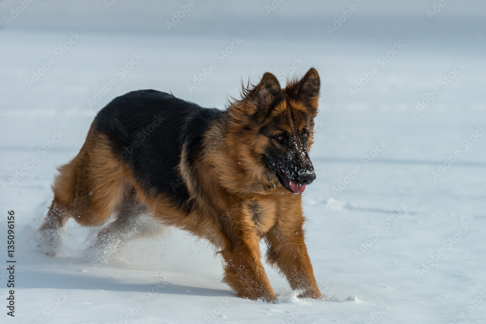 German shepherd jumps and runs in the snow German shepherd jumps and runs in the snow