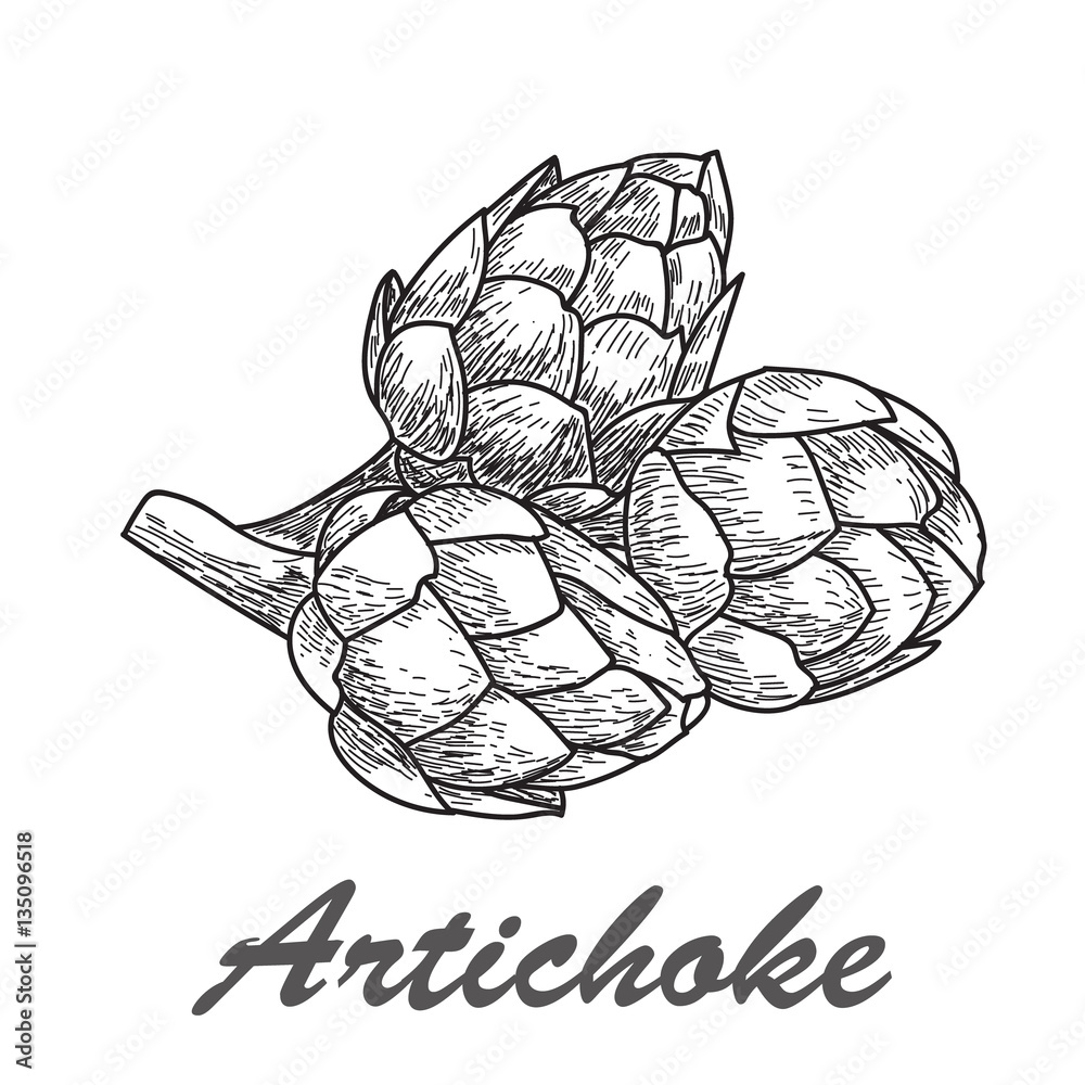 Fototapeta premium Vector hand drawn artichoke illustration