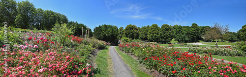 scenic rose garden in munich west park