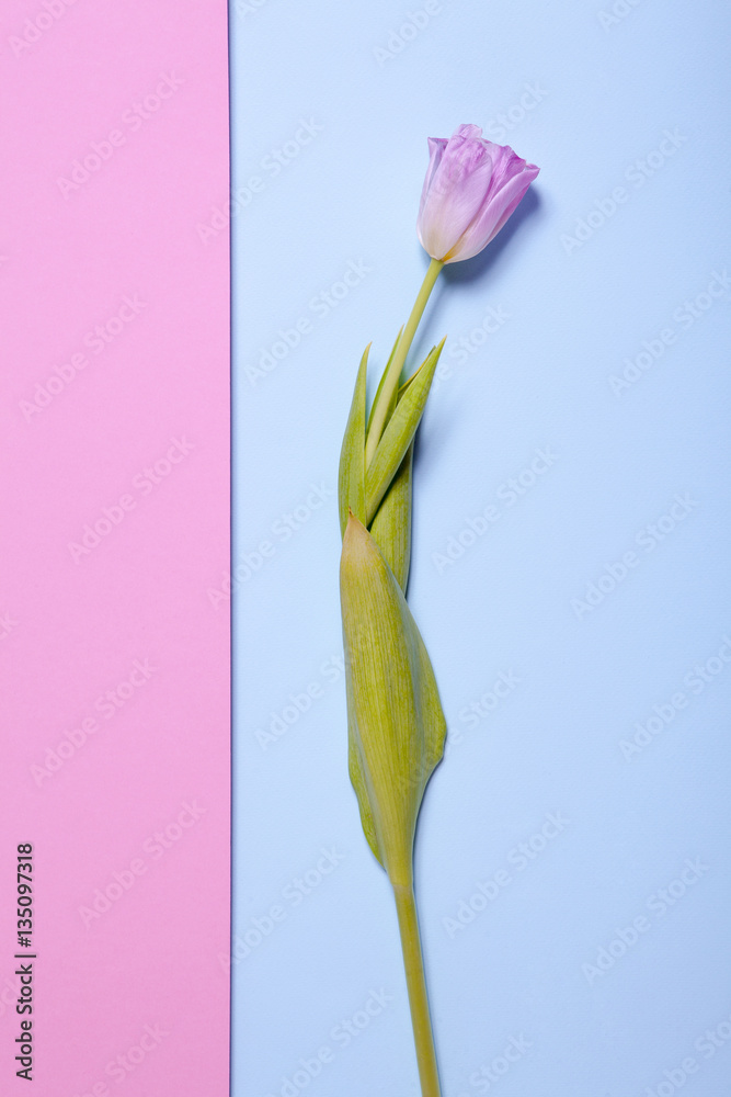 Decorative work. Pink tulip on a blue and pink background. Decorative work. Pink tulip on a blue and pink background.