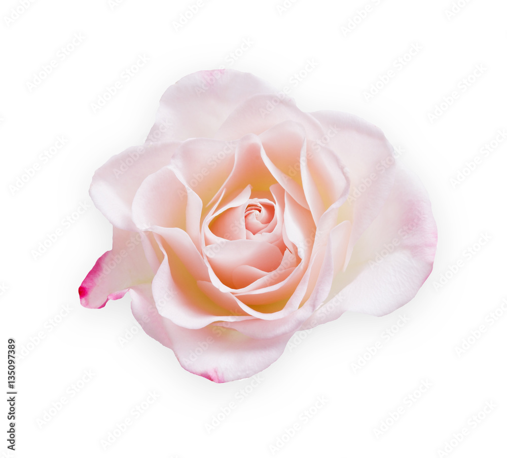 Pink rose flower isolated on white background Pink rose flower isolated on white background
