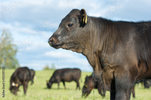 Aberdeen Angus calf and herd in pasture