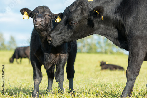 Fényképezés Aberdeen Angus cow and calf in pasture