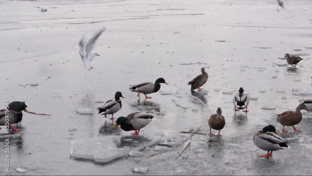 hungrige Enten auf einer Eisfläche in Ufernähe hungrige Enten auf einer Eisfläche in Ufernähe