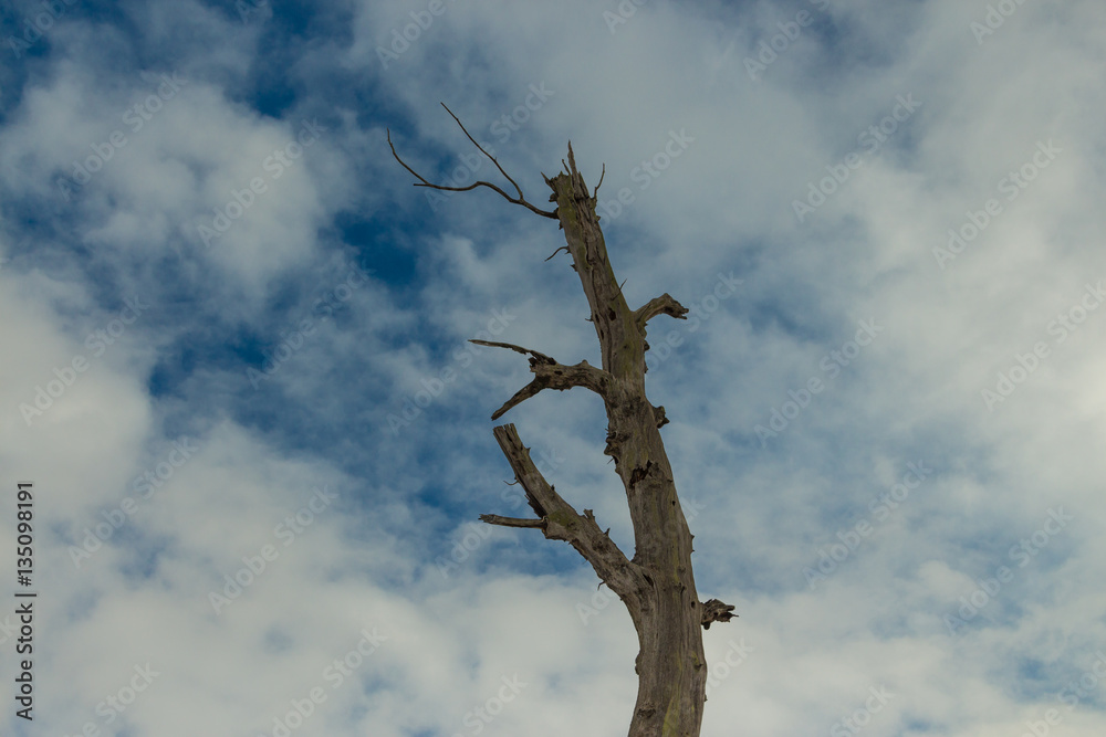 Alone old dead tree on sky background Alone old dead tree on sky background