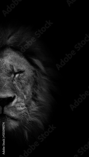 Fototapeta Naklejka Na Ścianę i Meble -  Captive Lion