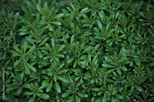 background and texture of a green carpet of plants with leaves and stems