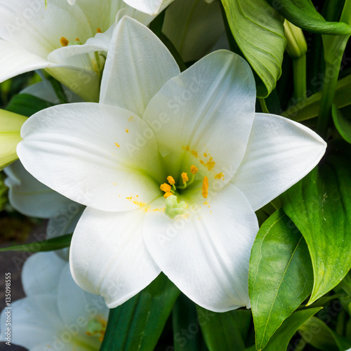 Bush of a white lily