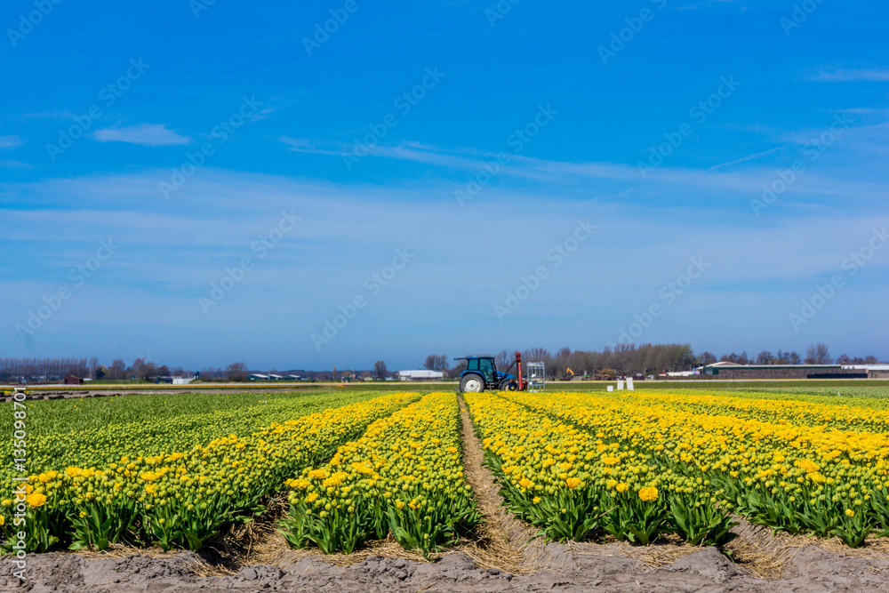 colorful tulips flowers. Tulip field.