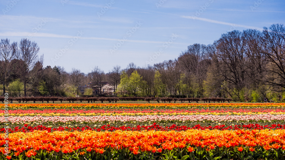 colorful tulips flowers. Tulip field.