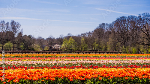 Wallpaper Mural colorful tulips flowers. Tulip field. Torontodigital.ca