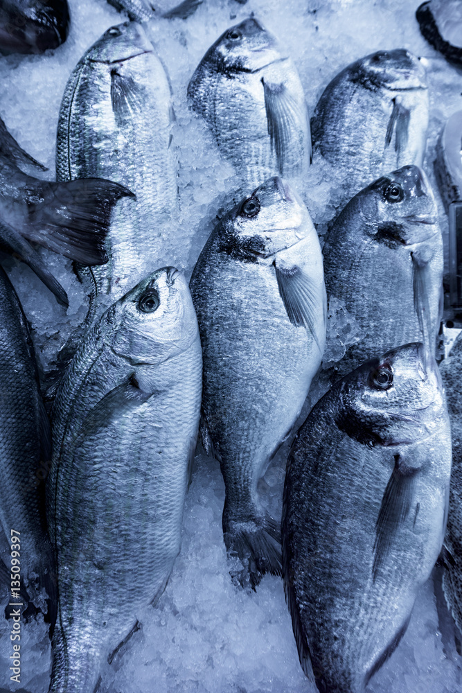 Obraz premium fish