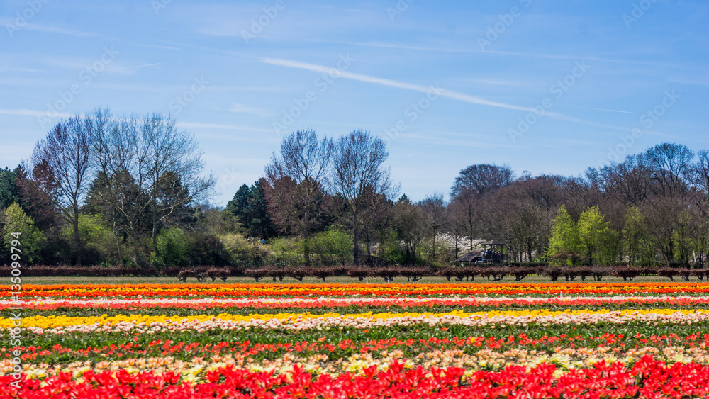 tulip field in the Netherlands. Landscape with tulips tulip field in the Netherlands. Landscape with tulips