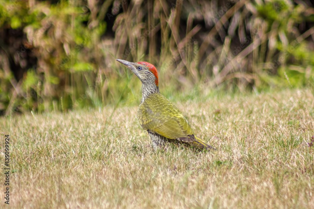 Young Juvenile Green Woodpecker On Garden Lawn In Summer