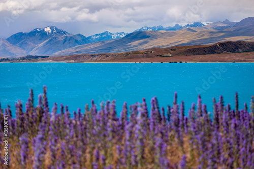 Landscape view of lake Tekapo and mountains with blooming foreground