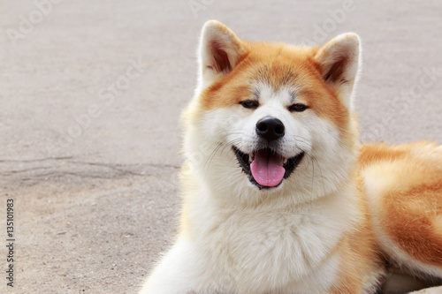 Fotografi dog breed Akita Inu