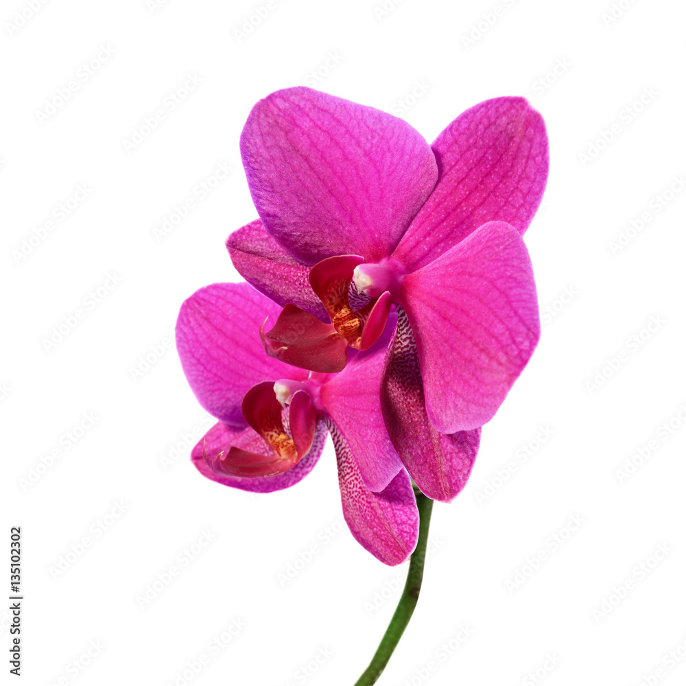 Phalaenopsis orchid flowers isolated on white Phalaenopsis orchid flowers isolated on white