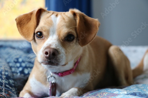 Fototapeta Naklejka Na Ścianę i Meble -  Curious dog