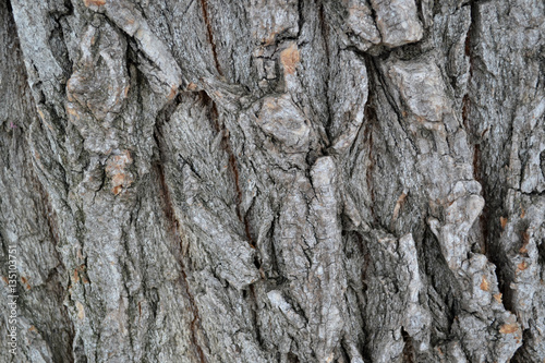 Bark of tree