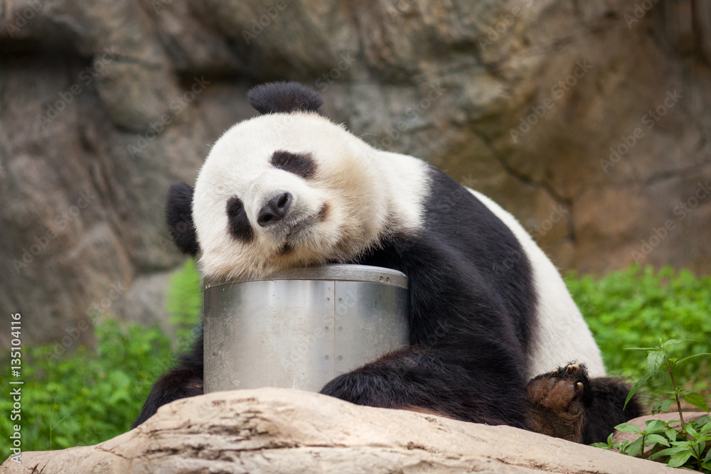 Obraz premium Wielka panda drzemiąca