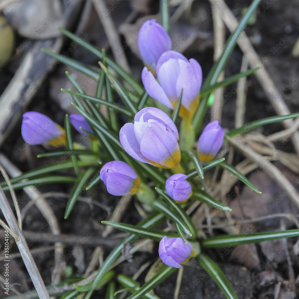 Lila Krokusse vor kahlem Hintergrund Lila Krokusse vor kahlem Hintergrund
