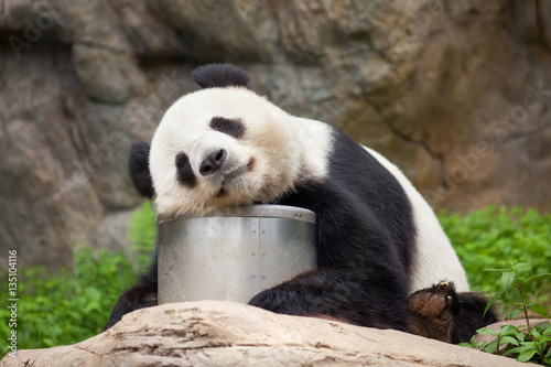 Großer Panda beim Mittagsschlaf © eyetronic