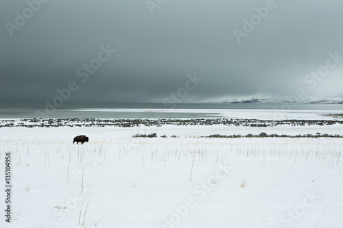 Bison on a background of mountains  at winter and  the Great Salt Lake.  Utah  Park  Antelope Island 
