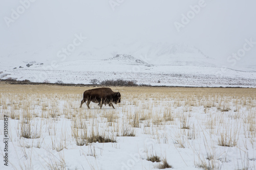 American bison in the snow on a cold background of mountains  at winter and  the Great Salt Lake.  Utah  Park  Antelope Island 