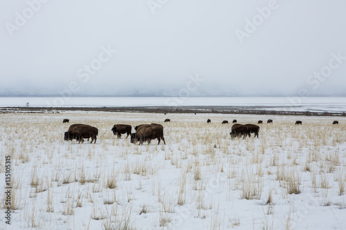 Bison on a background of mountains and "the Great Salt Lake." Utah, Park "Antelope Island"