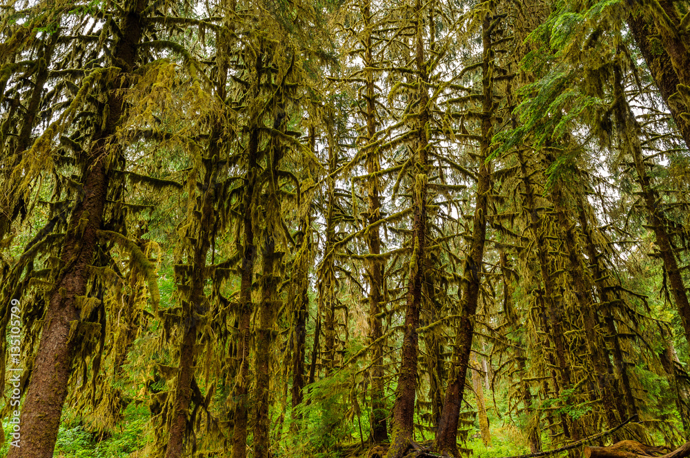scenic view of woodlands in Hoh Rain Forest scenic view of woodlands in Hoh Rain Forest
