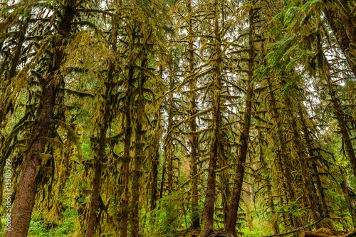 scenic view of  woodlands in Hoh Rain Forest © Pierrette Guertin