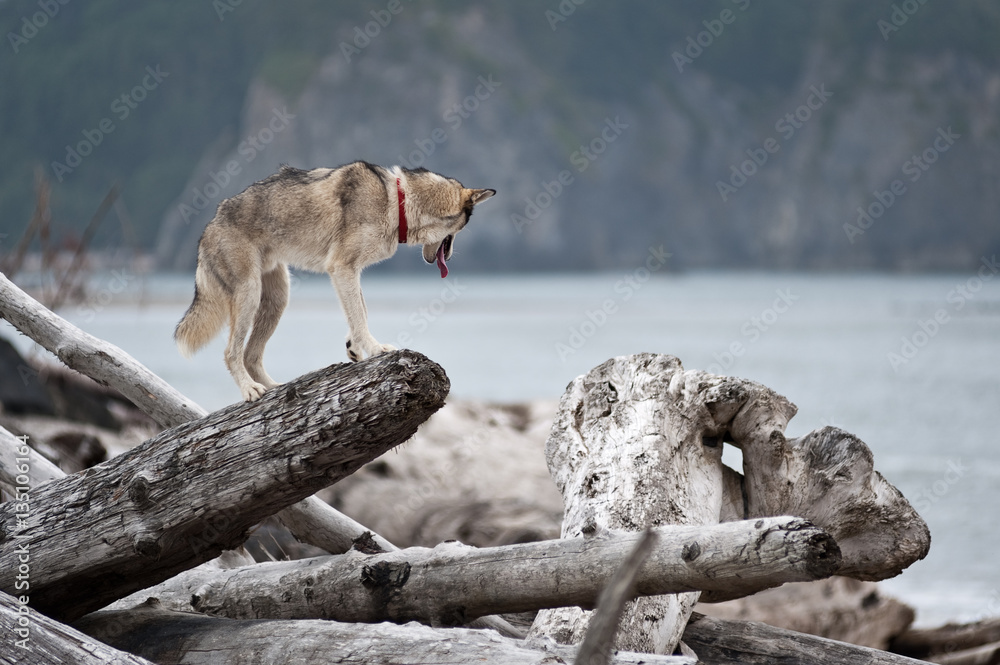 Fototapeta premium husky jumping over logs