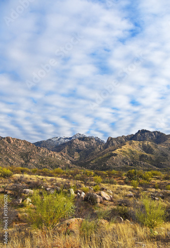 Wuestenlandschaft mit Saguaro-Kakteen in Tucson, Arizona, USA, mit Catalina Mountains im Hintergrund und leicht bewoelktem Himmel