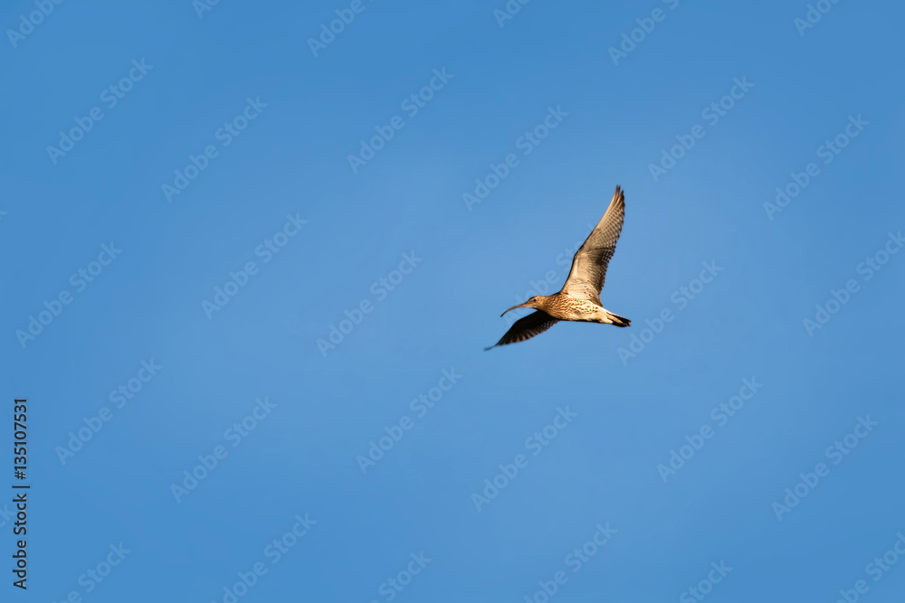 Eurasian Curlew (Numenius arquata) in flight on blue sky backgro Eurasian Curlew (Numenius arquata) in flight on blue sky backgro