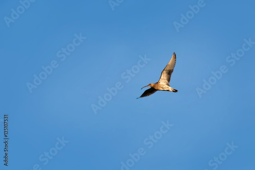 Eurasian Curlew (Numenius arquata) in flight on blue sky backgro