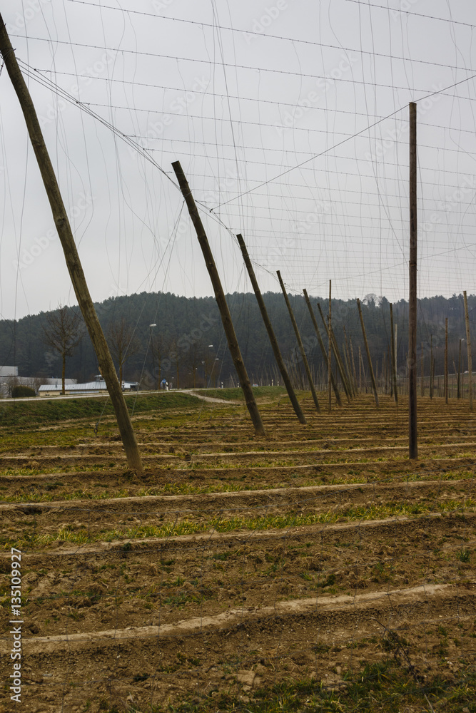 Obraz premium Empty Hop Field in Bavaria, 2015