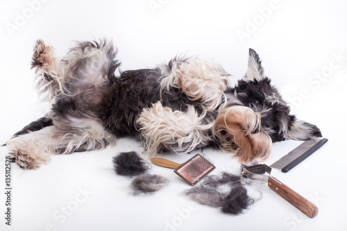 Dog with grooming equipment