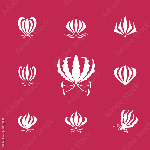 Vector set of white silhouettes gloriosa or flame lily flower. Elements for logos photo