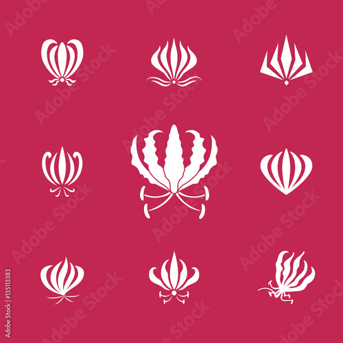 Vector set of white silhouettes gloriosa or flame lily flower. Elements for logos