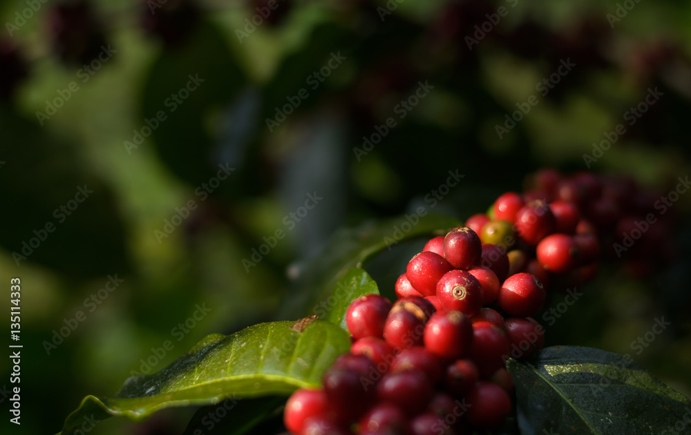 Close up bean coffee on tree in farm and copy space Close up bean coffee on tree in farm and copy space