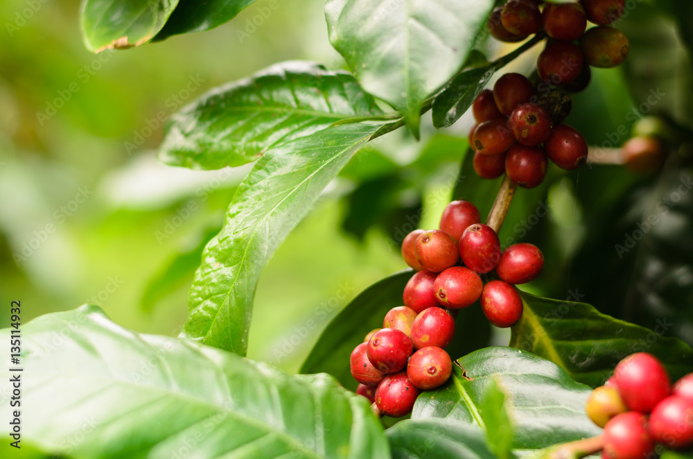 Close up bean coffee on tree in farm and copy space