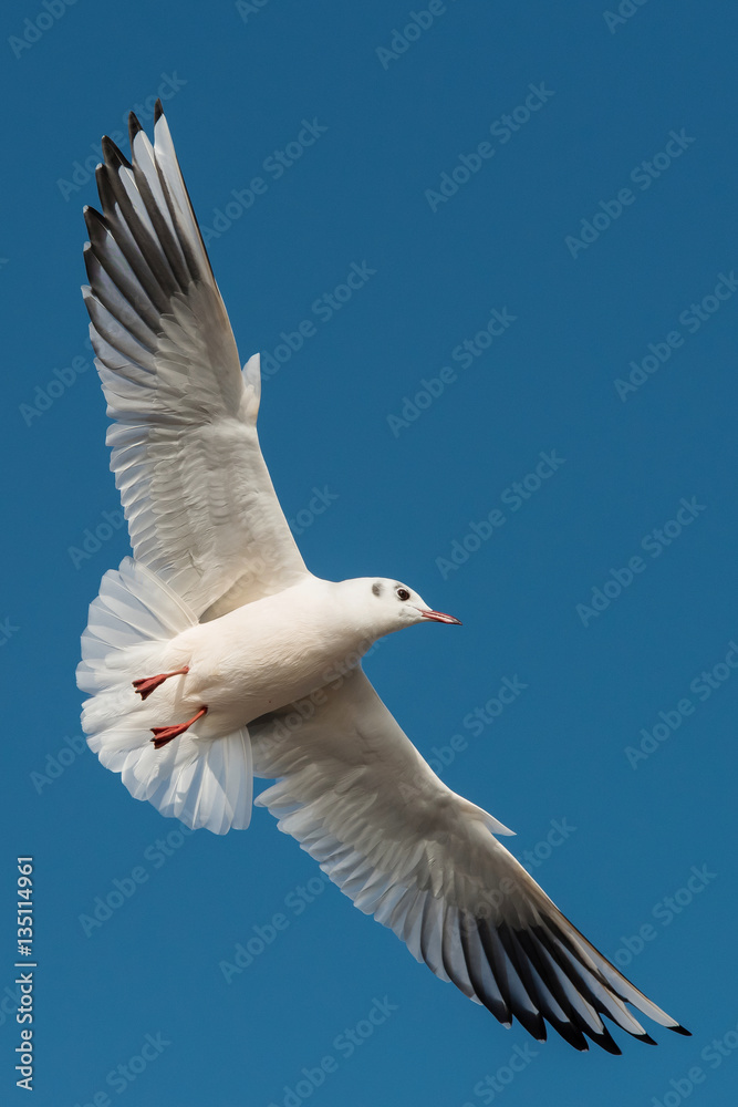 Black-headed Gull, Chroicocephalus ridibundus Black-headed Gull, Chroicocephalus ridibundus