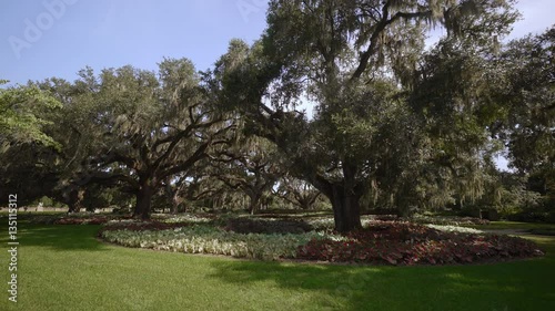 The giant oaks of Brookgreen Gardens, Myrtle Beach , South Carolina, USA, Jul 2016 photo