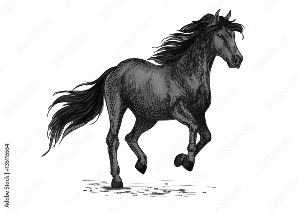 Fototapeta Sketched stallion gallop or horse abling