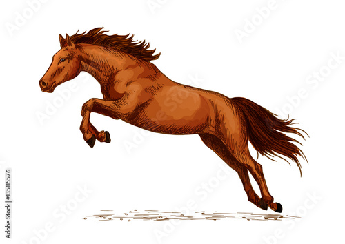 Landing or jumping horse at equine event sketch