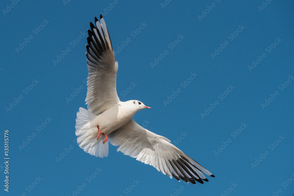 Black-headed Gull, Chroicocephalus ridibundus Black-headed Gull, Chroicocephalus ridibundus