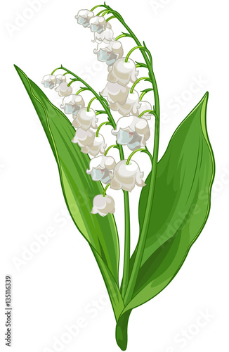 Convallaria